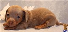 dachshund puppy posted by Kimberly Jones